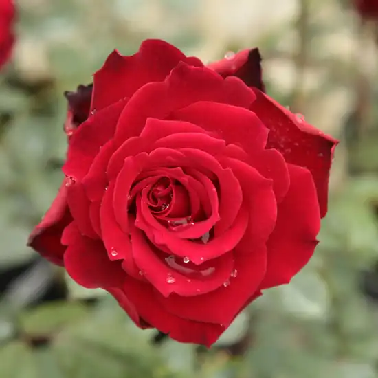 Trandafiri hibrizi Tea - Trandafiri - Royal Velvet™ - 